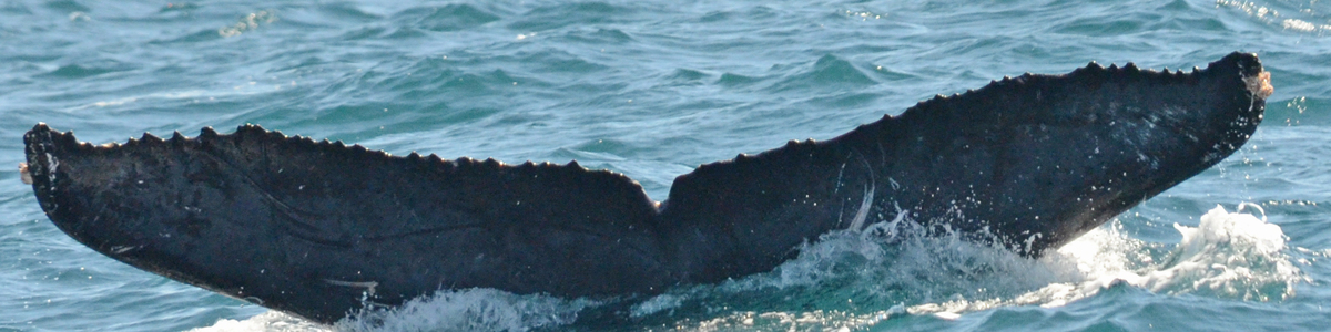 Fluke of CRC-15427