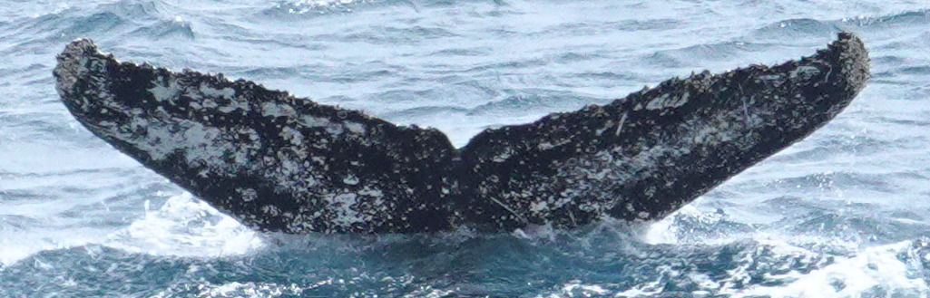Fluke of HW-MN1305181