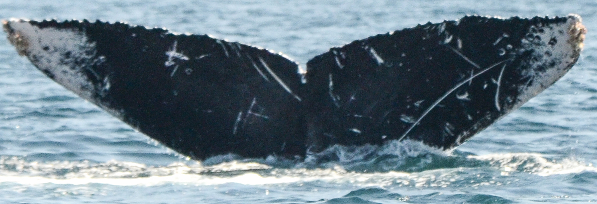 Fluke of CRC-16482