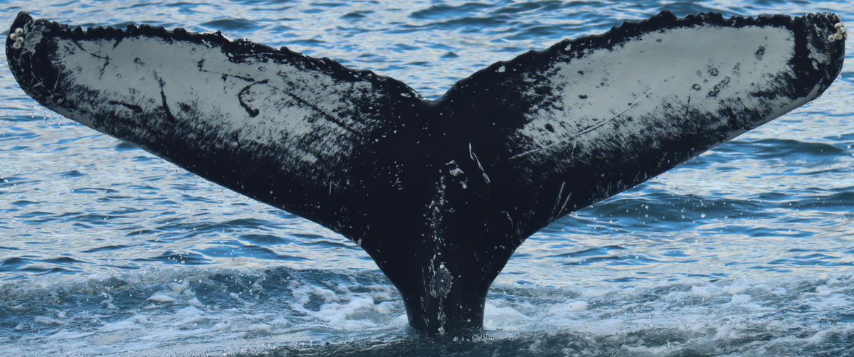 Fluke of Bonana (Husavik)