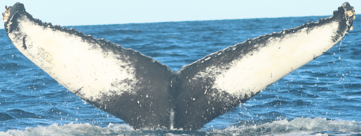 Fluke of HW-MN0103492