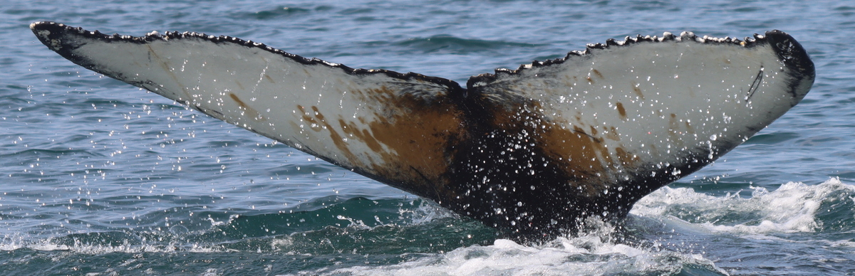 Fluke of Dakota (Husavik)