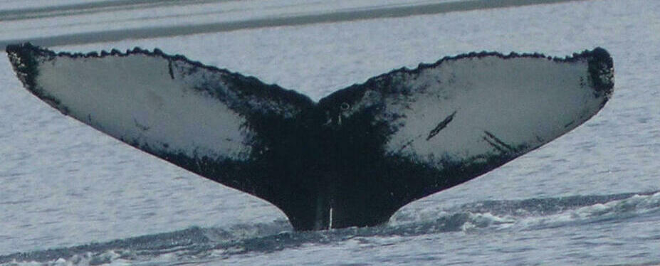 Fluke of HW-MN0103498