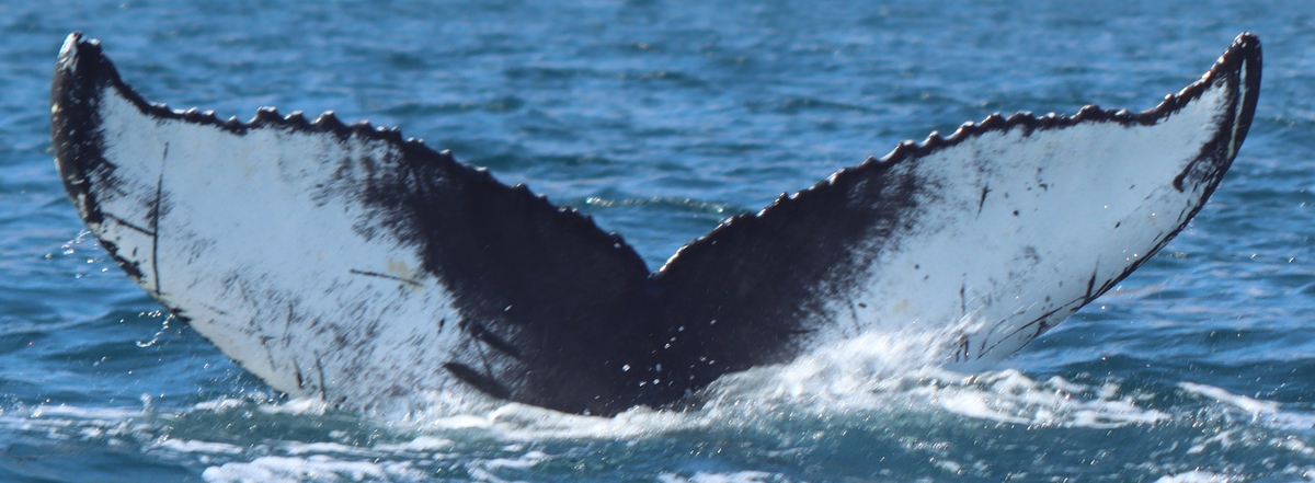Fluke of Litteken (Husavik)