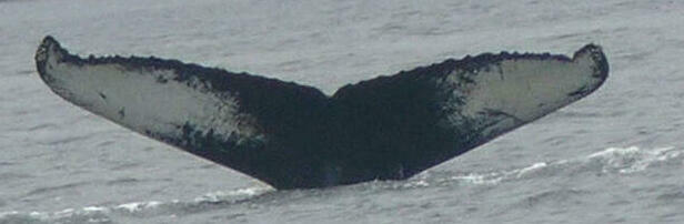 Fluke of HW-MN0103502