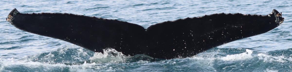 Fluke of Oxbow (Westfjords)