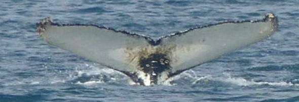 Fluke of Dracula (Westfjords)