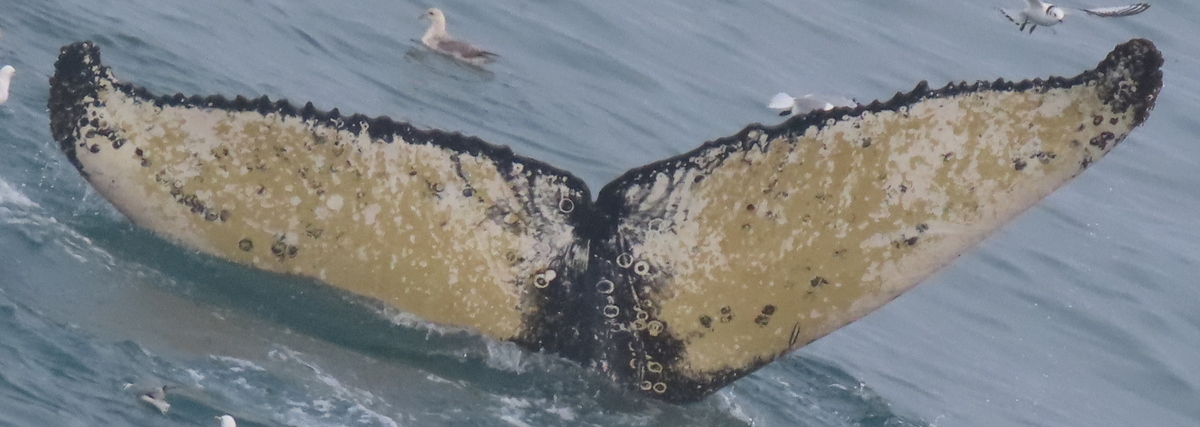 Fluke of HW-MN0200450
