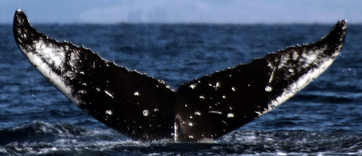 Fluke of HW-MN0420524