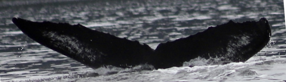 Fluke of Andes (BC)