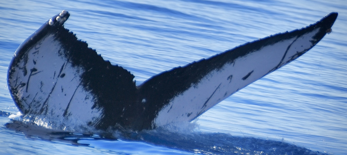 Fluke of HW-MN0444472