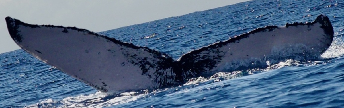 Fluke of HW-MN0444473