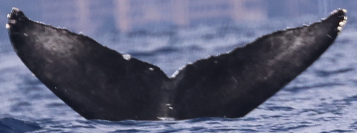 Fluke of HW-MN0444474