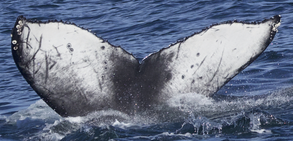 Fluke of 2022-2023 calf of CRC-15740
