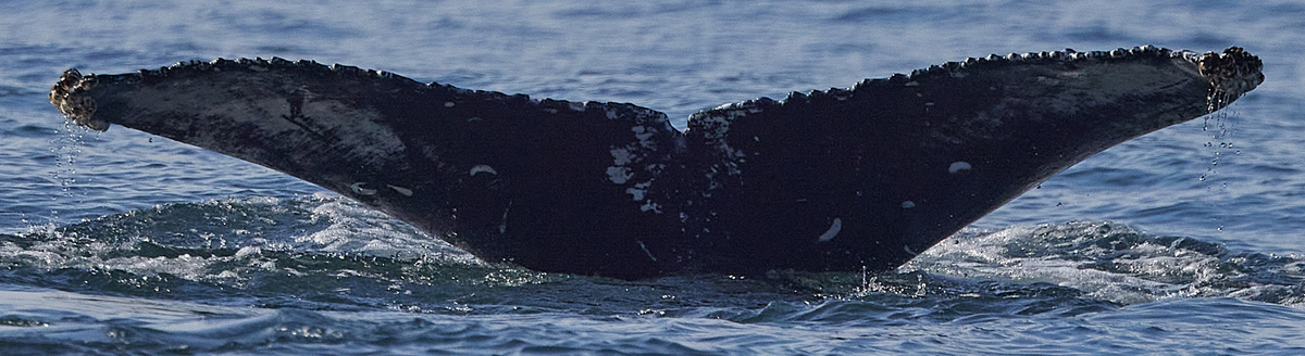 Fluke of CRC-21843