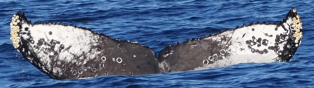 Fluke of CRC-21845