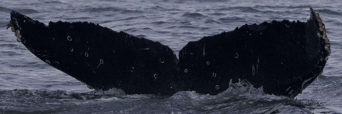 Fluke of CRC-21846