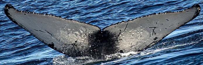 Fluke of CRC-21847