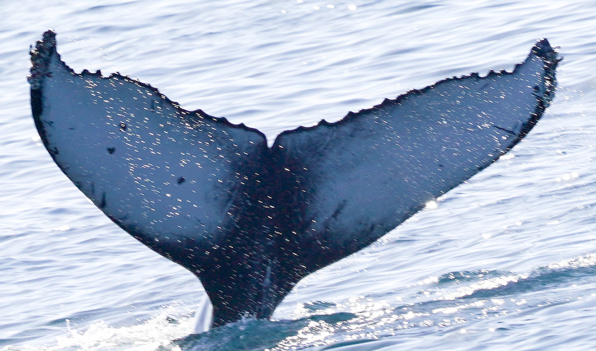 Fluke of CRC-21849
