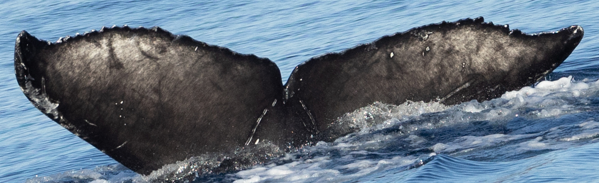 Fluke of CRC-21851