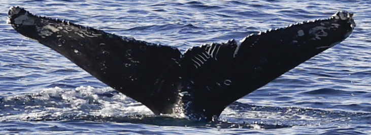 Fluke of CRC-21852