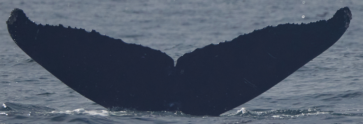Fluke of CRC-21857