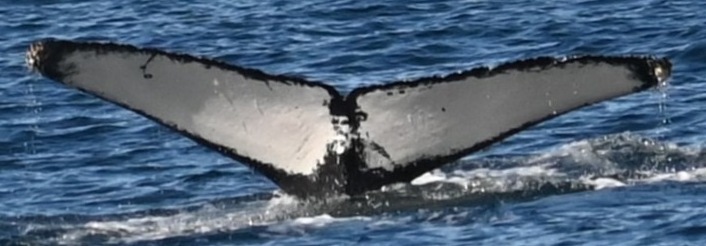 Fluke of CRC-21858