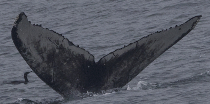 Fluke of CRC-21121