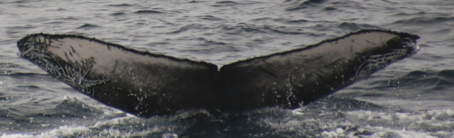 Fluke of CRC-21859