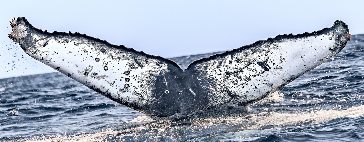Fluke of Alcyone (California)