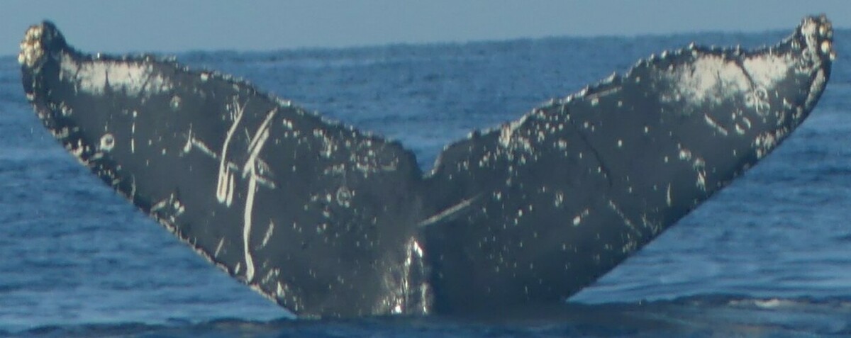 Fluke of PWF-NP_6678