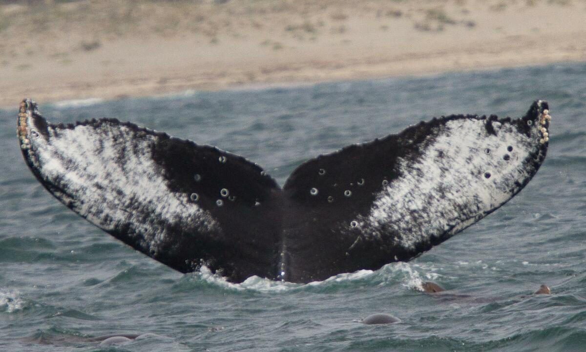 Fluke of Sketch (California)