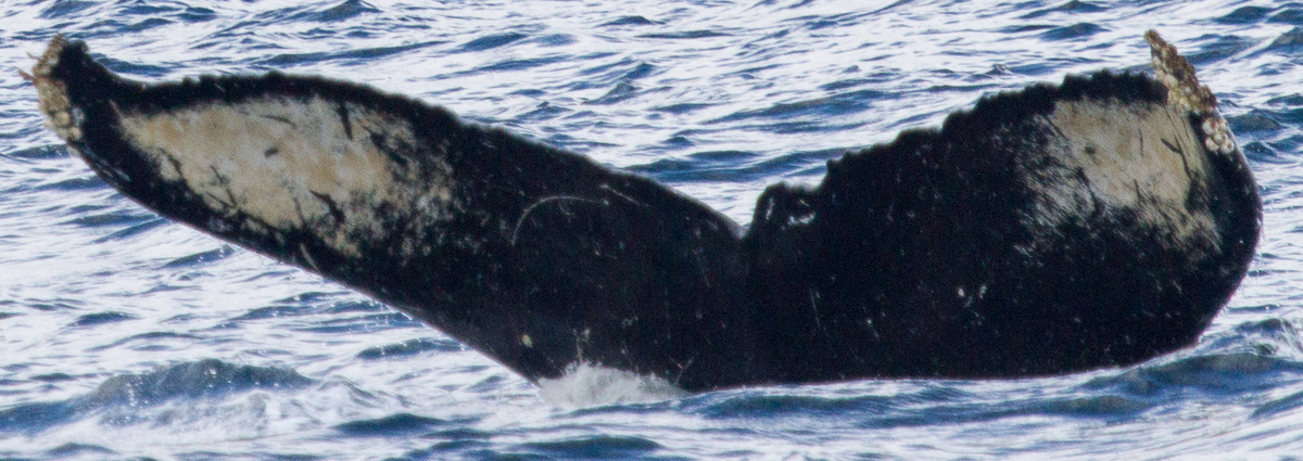 Fluke of SEAK-5369