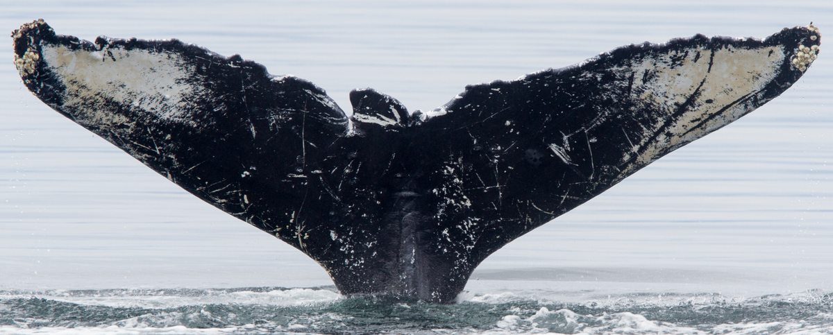 Fluke of MohoDiss (FS)