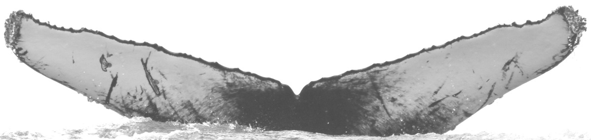 Fluke of Sara (Guerrero)