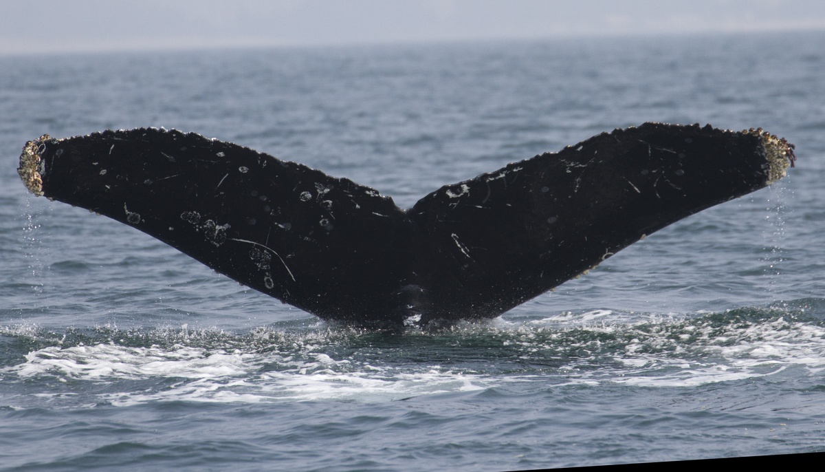Fluke of CRC-12143
