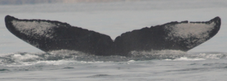 Fluke of CRC-10017