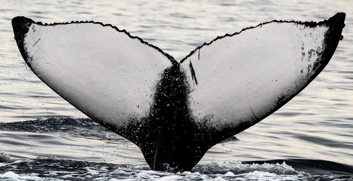 Fluke of Snowflake (California)