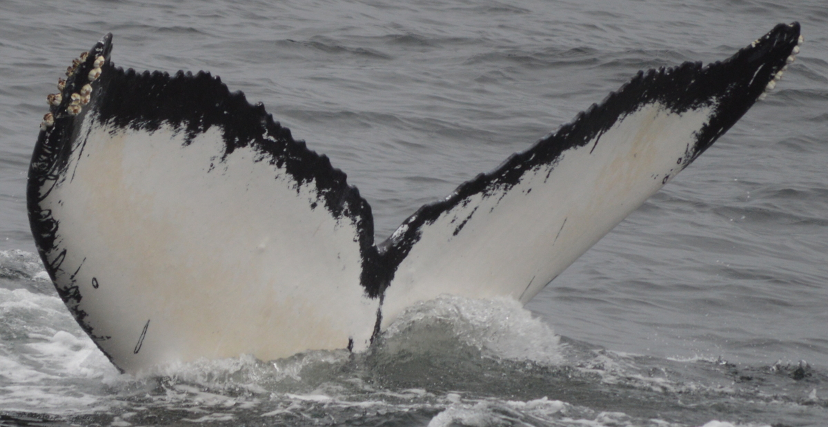 Fluke of SEAK-2292