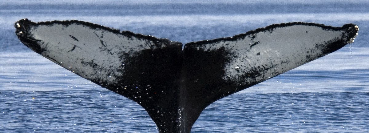 Fluke of Zamir Blue (Southeast Alaska)