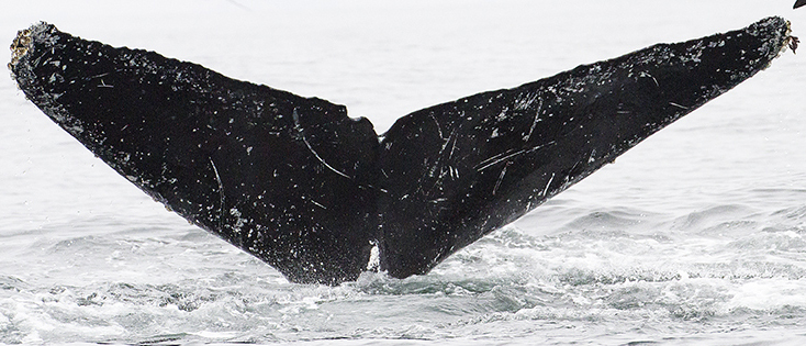 Fluke of CRC-15278