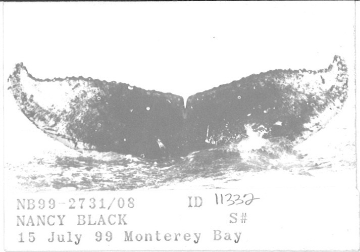 Fluke of CRC-11332