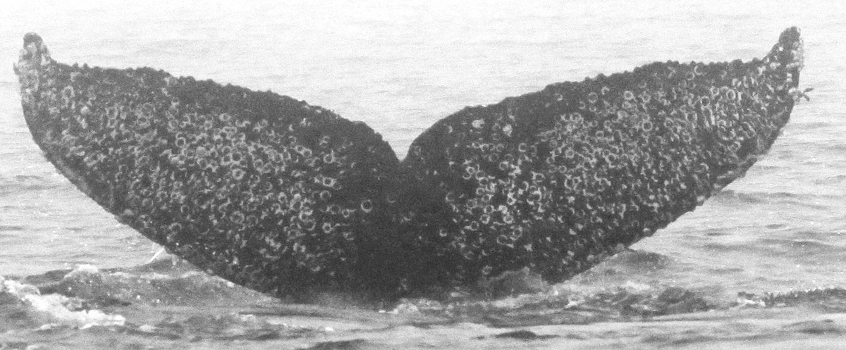 Fluke of Andromeda (Salish Sea)
