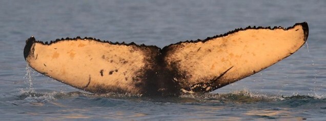 Fluke of Rán (HRC)