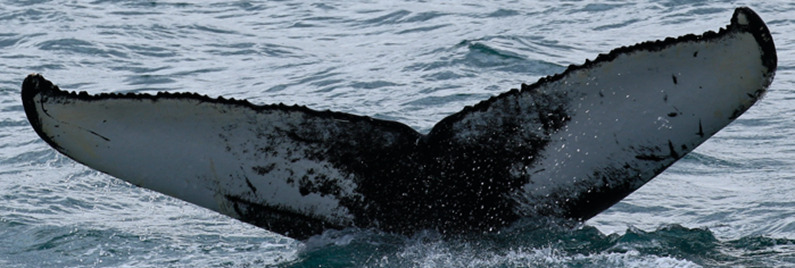 Fluke of Schroomie (Husavik)