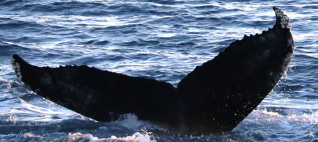Fluke of Nepomuk (Husavik)