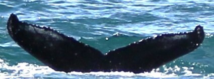 Fluke of LuaNova (Husavik)