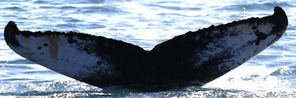 Fluke of Smiles (Husavik)