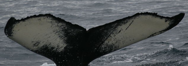 Fluke of Djipskol (Husavik)