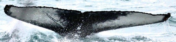 Fluke of Scar (Husavik)